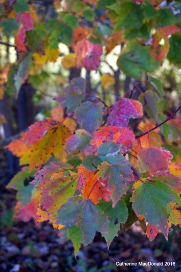 Such beautiful colours