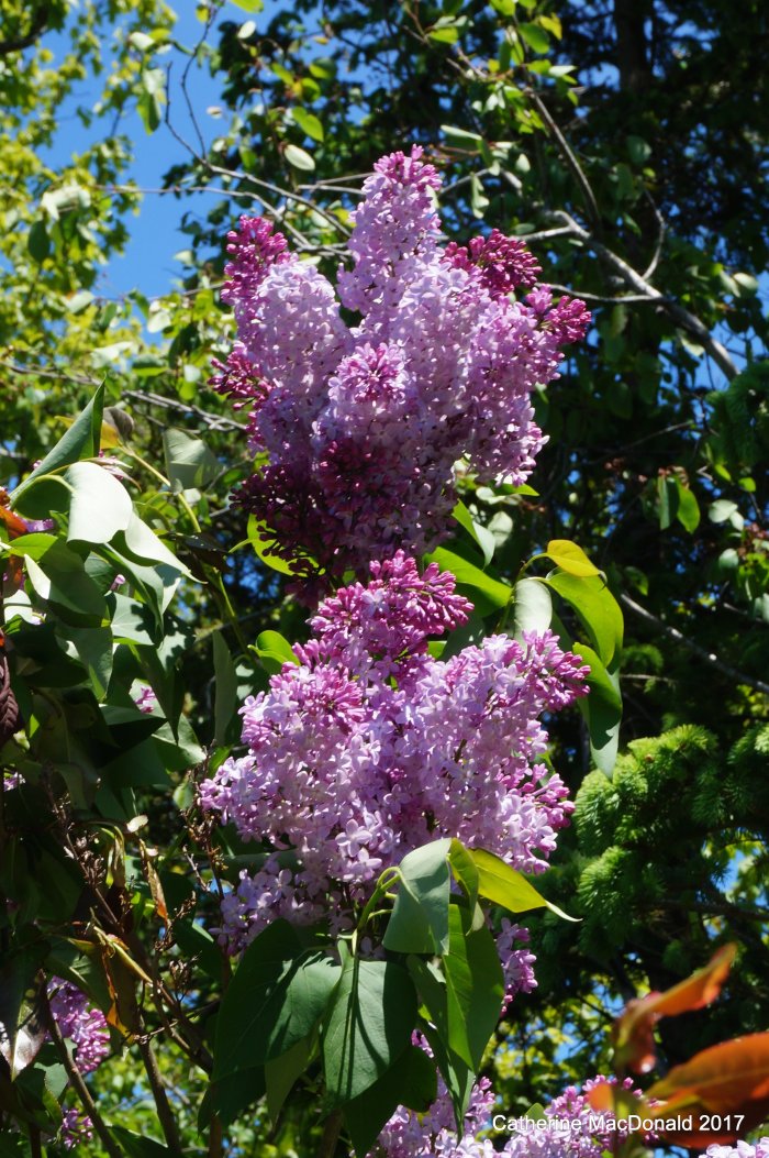 Smells so good in the backyard!