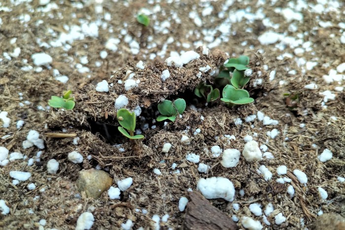 img_20200610_1739209