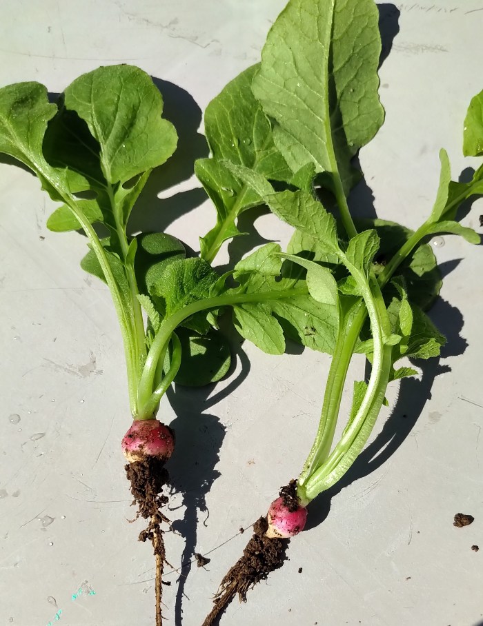 img_20200627_1037573