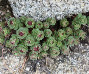 Tiny succulents growing between the rocks at Peggy's Cove.